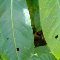 Cherry Laurel